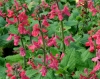 Show product details for Stachys coccinea